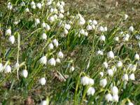 3/12-jaro u sousedů2