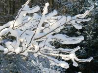 12/12-zima1.12.12 zahrada 4