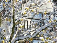 12/12-zima1.12.12 zahrada5