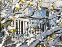 12/12-zima1.12.12 zahrada6