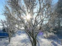 12/12-zima1.12.12 zahrada8