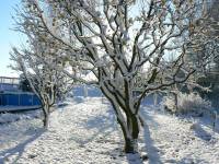 12/12-zima1.12.12 zahrada9